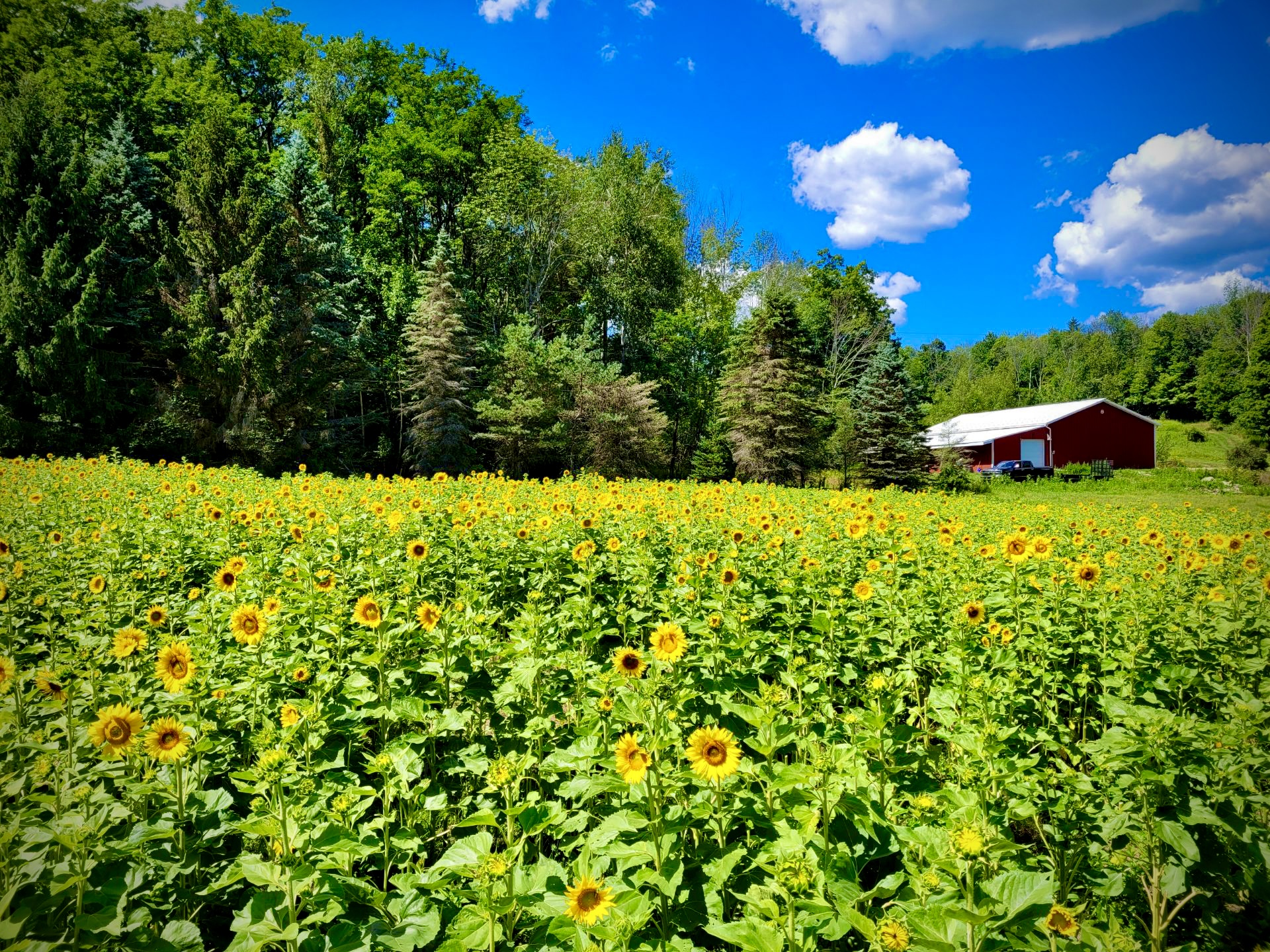 Food Plots